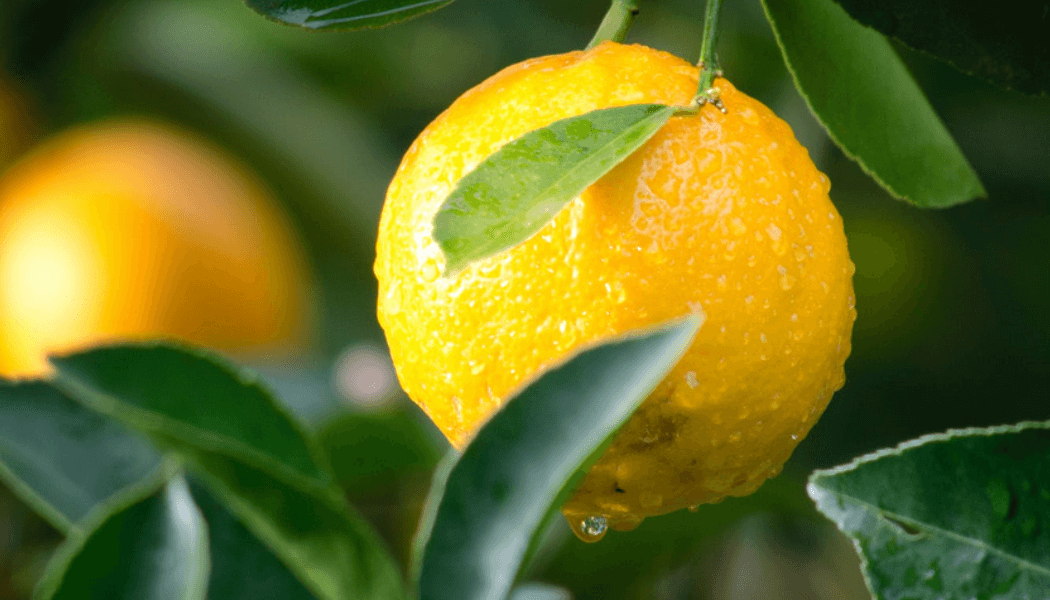 Benefits of Lemons